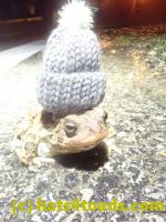 /home//u458753944/public_html/sourcegallery///////Roxborough Toad Detour/2023/2023-04-01/P4010668.JPG
